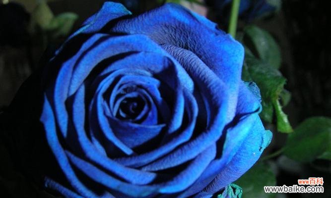 用一朵蓝色玫瑰诉说爱恋 蓝色玫瑰花语与情感传递