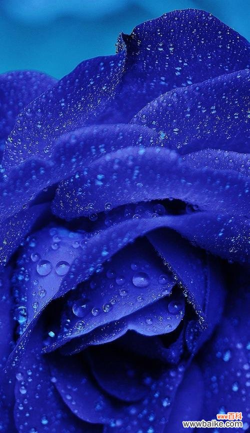 用一朵蓝色玫瑰诉说爱恋 蓝色玫瑰花语与情感传递