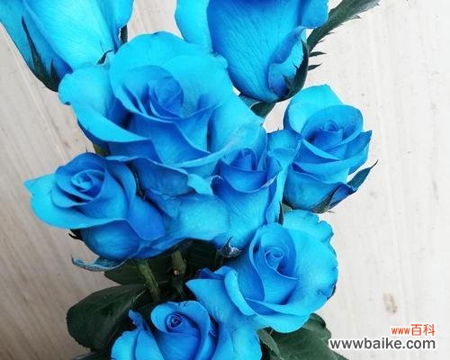 蓝色玫瑰花的浪漫与神秘 蓝色玫瑰花的寓意与象征