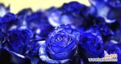 蓝色玫瑰花的浪漫与神秘 蓝色玫瑰花的寓意与象征