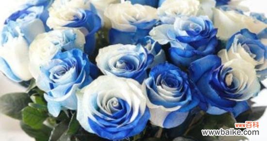 解读蓝色玫瑰花的寓意和象征意义 蓝色玫瑰花的花语之谜