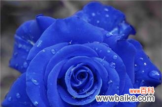 解读蓝色玫瑰花的寓意和象征意义 蓝色玫瑰花的花语之谜