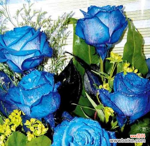 追寻宁静与忧郁的浪漫之花 蓝色玫瑰的花语——传递深沉的祝福