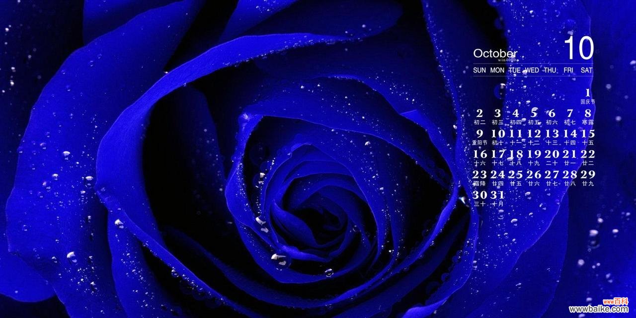 蓝色玫瑰传达思念与希望的情感 蓝色玫瑰花语的意义