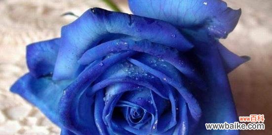 探索蓝色玫瑰花的美丽与深意 蓝色玫瑰花的寓意与象征