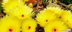 凝聚坚韧与美丽的共存 仙人掌的花开寓意万物生生不息
