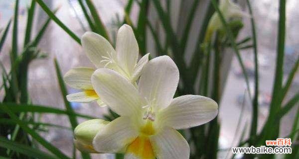 探寻香雪兰的花语与内涵 香雪兰花语之美丽与坚强