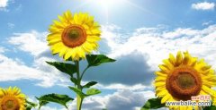 探索向日葵的美好意义与传统文化内涵 向日葵代表的含义及象征意义