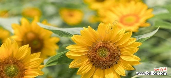 阳光中的坚韧与美丽 向日葵