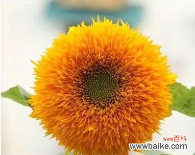 探寻向日葵背后的寓意与象征 向日葵的象征意义