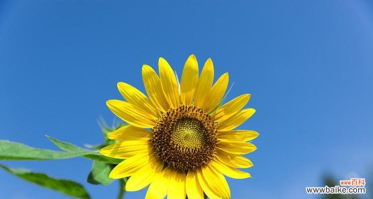 阳光般的坚强和热爱生命的象征 向日葵花语与寓意