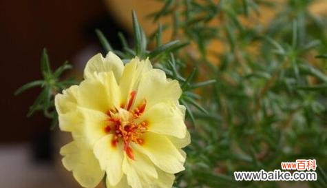 带你领略向日葵的阳光力量 向日葵的花语和寓意