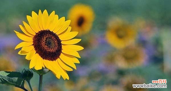 向日葵 阳光般的爱意——向日葵花语探秘