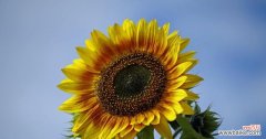 向日葵花的美丽与希望 向日葵花的象征意义及寓意