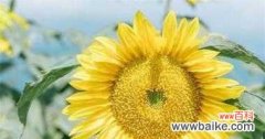阳光的象征和希望的使者 向日葵花的寓意及花语