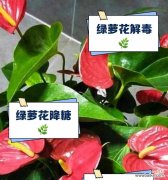 绿萝的花语代表了什么？它象征着怎样的情感？