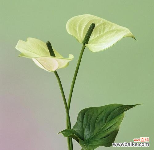 白熊彩掌的寓意和花语有何特别之处?