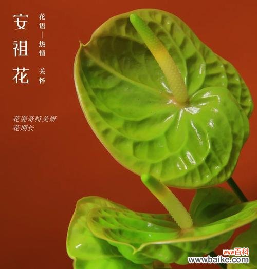 白熊彩掌的寓意和花语有何特别之处?