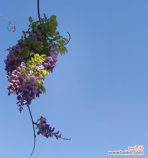紫藤花的花语有哪些?它象征着什么?