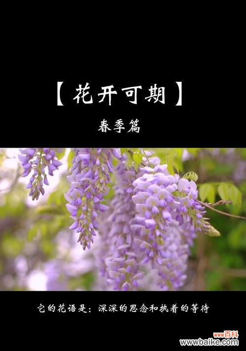 紫藤花的花语有哪些?它象征着什么?