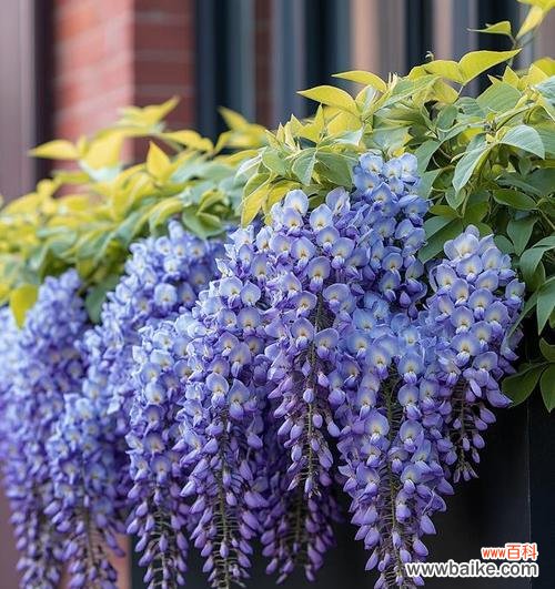 紫藤花的花语有哪些?它象征着什么?