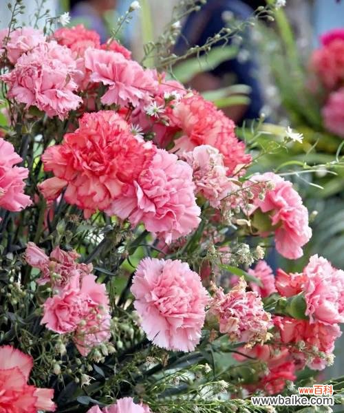 中花的花语是什么?中花代表的寓意是什么?