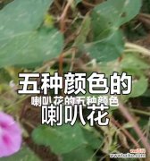喇叭花有哪些颜色？各自的花语是什么？