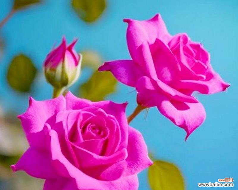 不同颜色的玫瑰花应该送给谁?