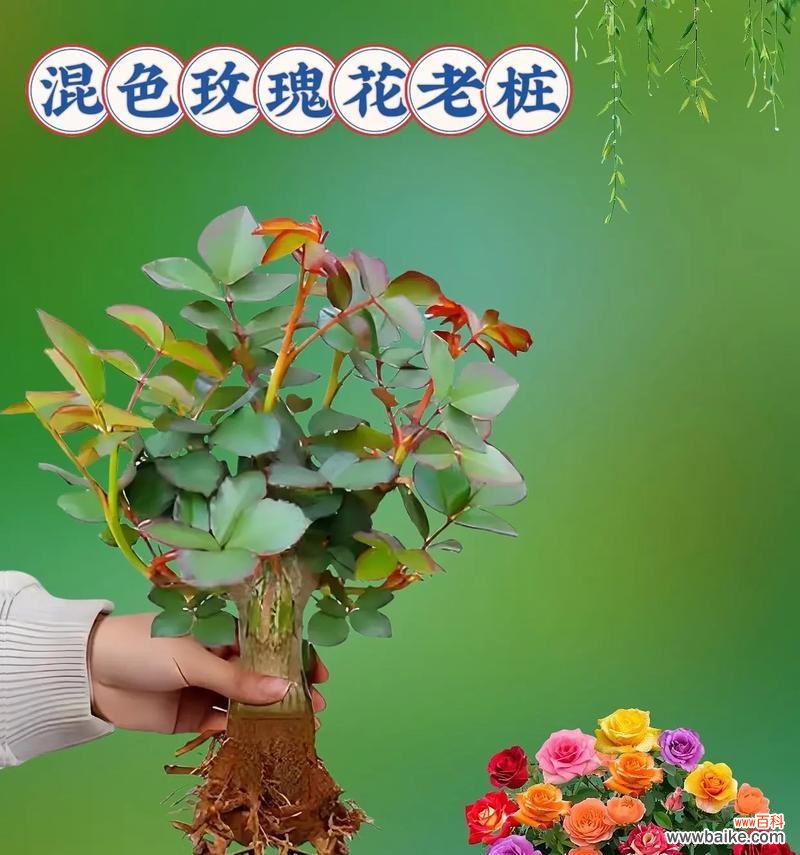 不同颜色的玫瑰花应该送给谁?