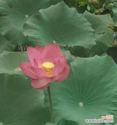 小莲蓬搭配的花语有何寓意?