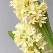 风信子的花语有何寓意？