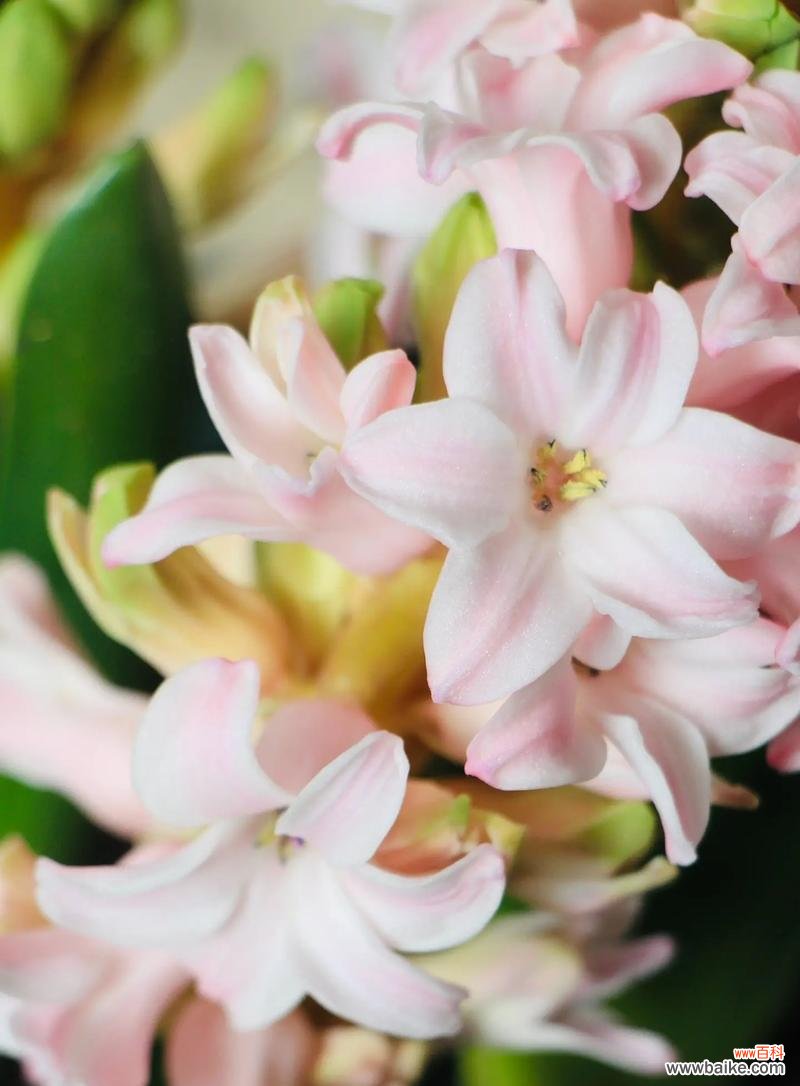 风信子的花语有何寓意?