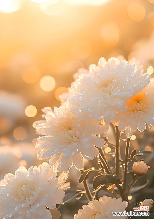 哪种花的花语代表了纯洁?