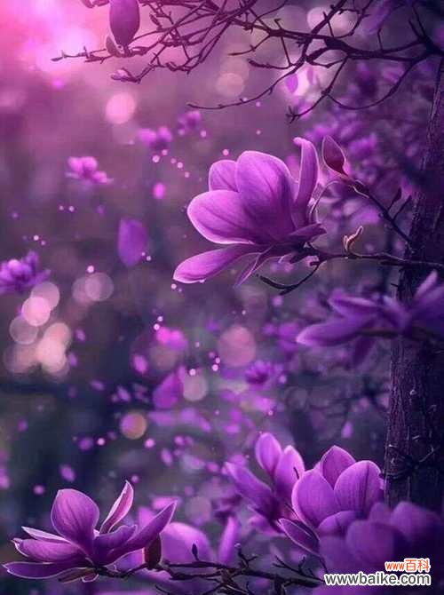 哪种花的花语代表了纯洁?