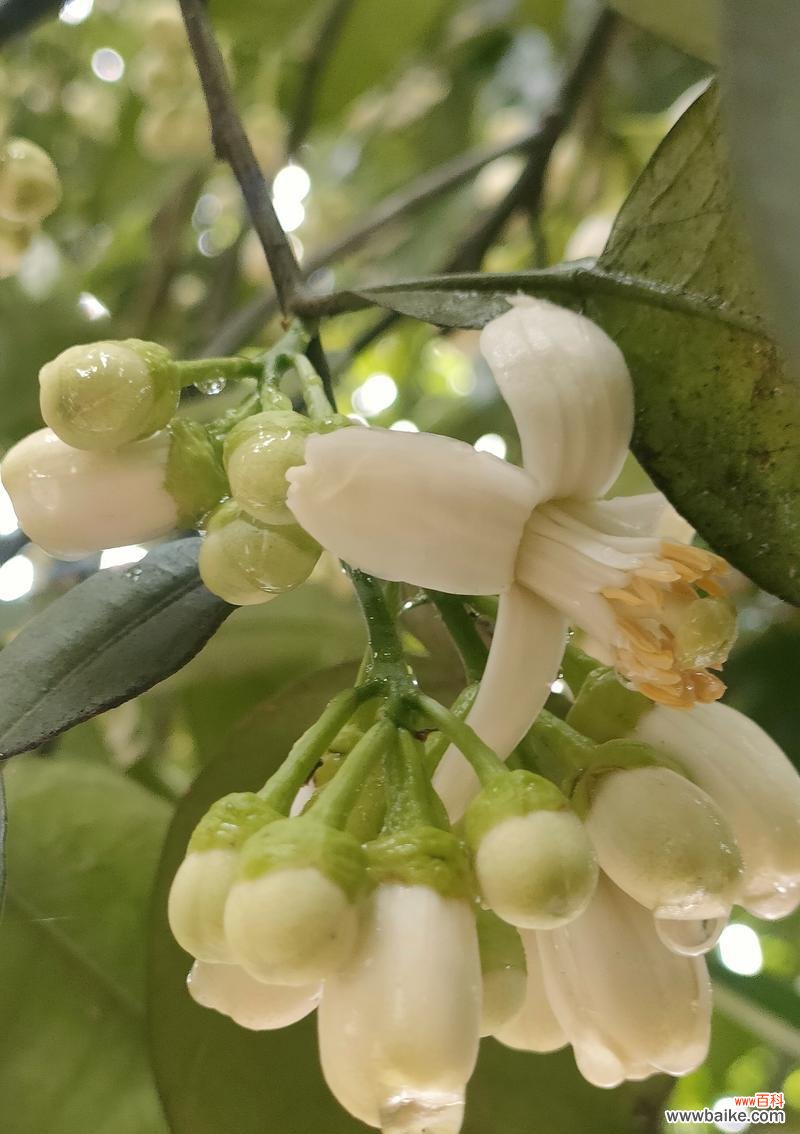 柚子花的寓意是什么?柚子花的花语有哪些?