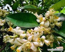 柚子花的寓意是什么？柚子花的花语有哪些？