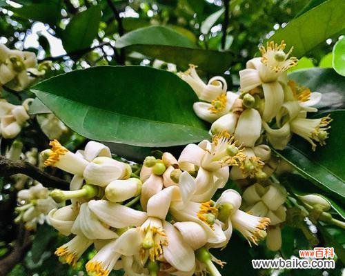 柚子花的寓意是什么?柚子花的花语有哪些?