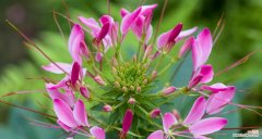 夏天植物代表花语有哪些？它们各自代表什么？