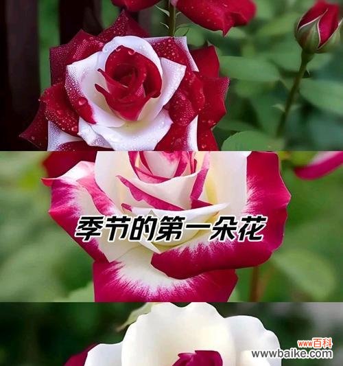 哪种花的花语代表着渴望被爱?渴望被爱的花语有哪些?