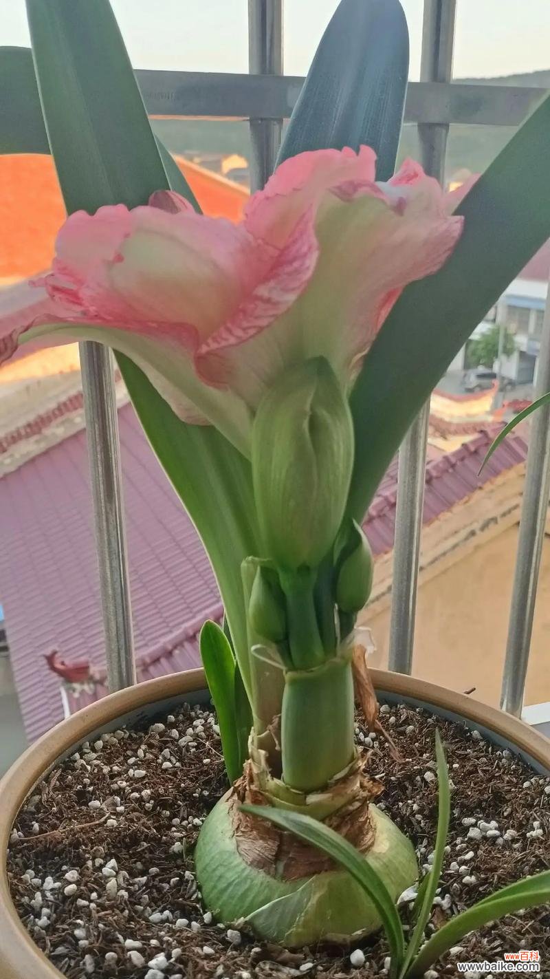 哪种花的花语代表着渴望被爱?渴望被爱的花语有哪些?