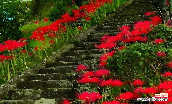 鲁莽的花的花语是什么意思?地莲的花语又是什么?