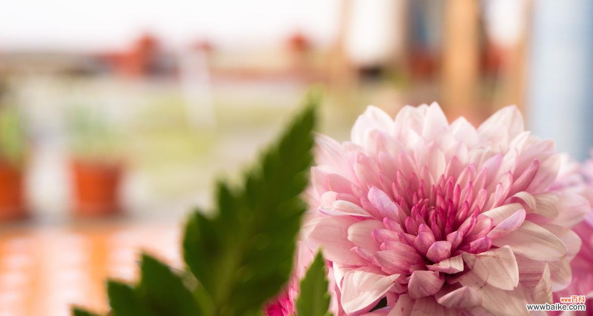 初恋的花语代表什么情感？