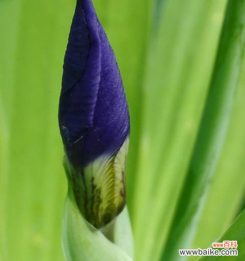揭示蓝色鸢尾花的寓意与象征 蓝色鸢尾花的花语