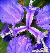 揭示蓝色鸢尾花的寓意与象征 蓝色鸢尾花的花语