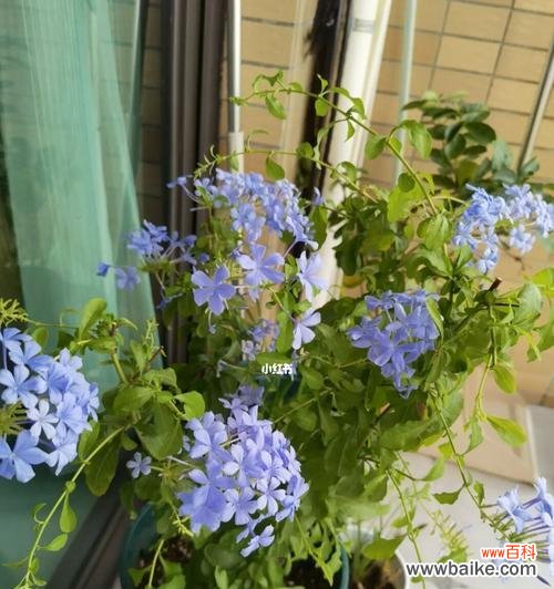 探寻蓝雪花的意义与传承 蓝雪花的花语与象征意义