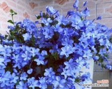 探寻蓝雪花的意义与传承 蓝雪花的花语与象征意义