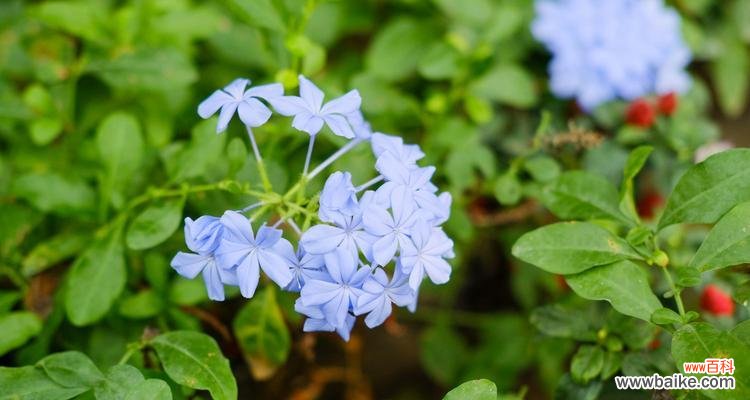 探寻蓝雪花的美丽花语，洋溢着希望和纯洁 蓝雪花的花语及其象征意义