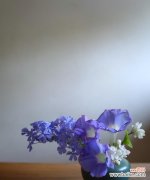 探寻蓝雪花的美丽花语，洋溢着希望和纯洁 蓝雪花的花语及其象征意义