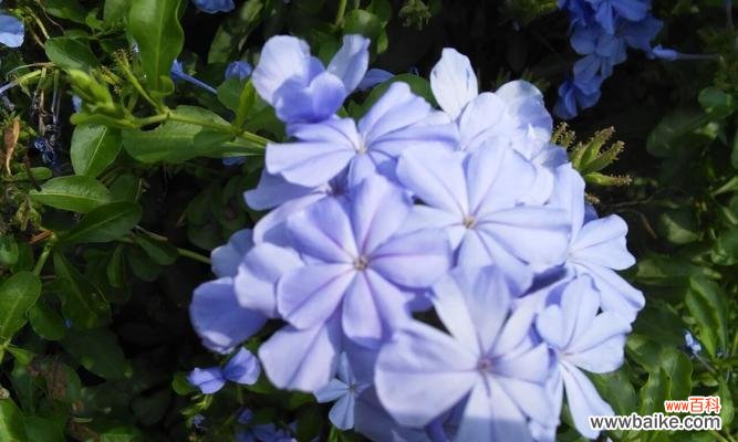 揭秘蓝雪花花语中的深意与情感 蓝雪花花语的含义与传承