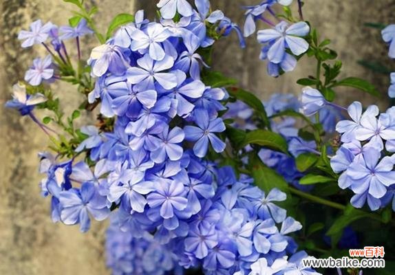 揭秘蓝雪花花语中的深意与情感 蓝雪花花语的含义与传承